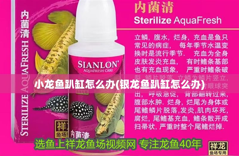 小龍魚趴缸怎么辦(銀龍魚趴缸怎么辦)