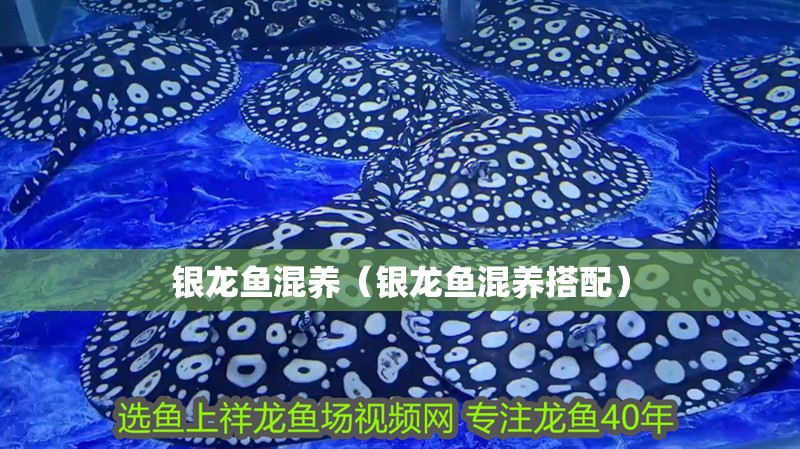 銀龍魚混養（銀龍魚混養搭配）
