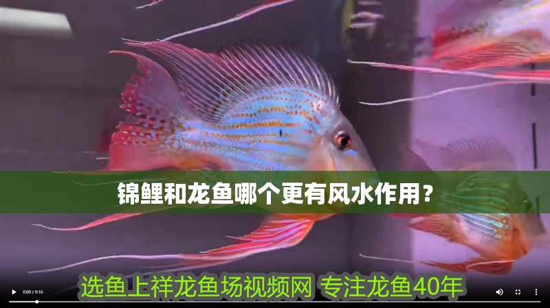 錦鯉和龍魚哪個(gè)更有風(fēng)水作用？