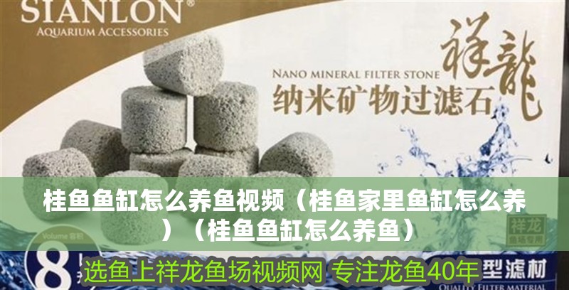 桂魚魚缸怎么養(yǎng)魚視頻（桂魚家里魚缸怎么養(yǎng)）（桂魚魚缸怎么養(yǎng)魚）