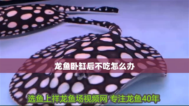 龍魚臥缸后不吃怎么辦