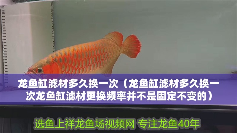 龍魚缸濾材多久換一次（龍魚缸濾材多久換一次龍魚缸濾材更換頻率并不是固定不變的）