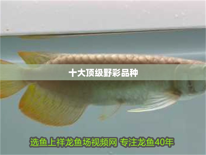 十大頂級野彩品種