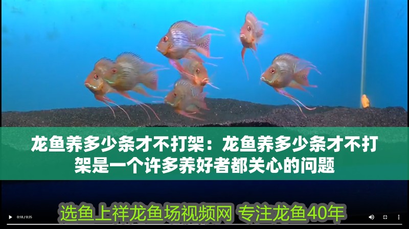龍魚養多少條才不打架：龍魚養多少條才不打架是一個許多養好者都關心的問題