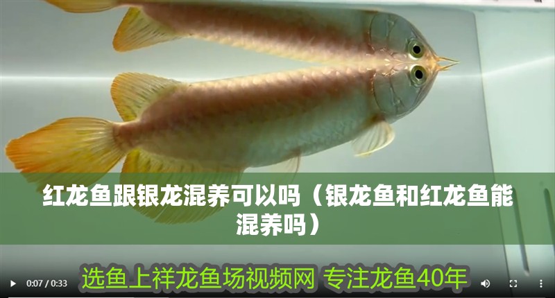 紅龍魚跟銀龍混養(yǎng)可以嗎（銀龍魚和紅龍魚能混養(yǎng)嗎）