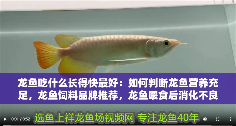 龍魚(yú)吃什么長(zhǎng)得快最好：如何判斷龍魚(yú)營(yíng)養(yǎng)充足，龍魚(yú)飼料品牌推薦，龍魚(yú)喂食后消化不良處理