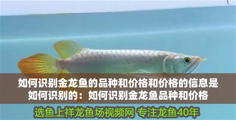 如何識別金龍魚的品種和價格和價格的信息是如何識別的：如何識別金龍魚品種和價格