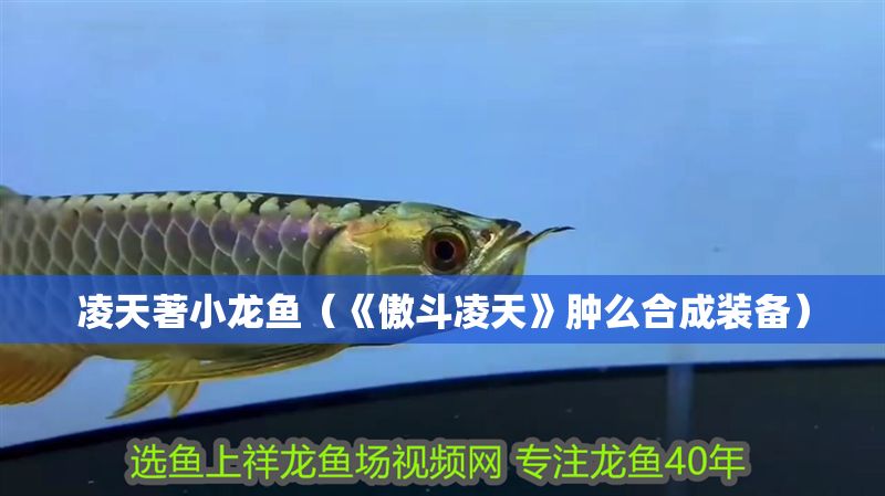 凌天著小龍魚(yú)（《傲斗凌天》腫么合成裝備）