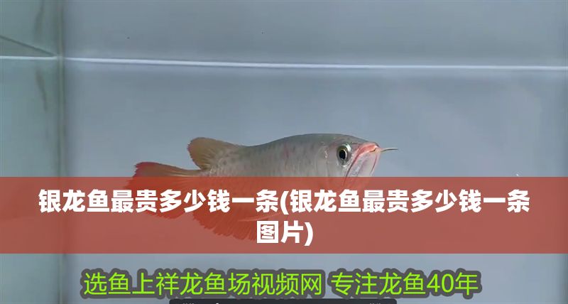 銀龍魚最貴多少錢一條(銀龍魚最貴多少錢一條圖片)