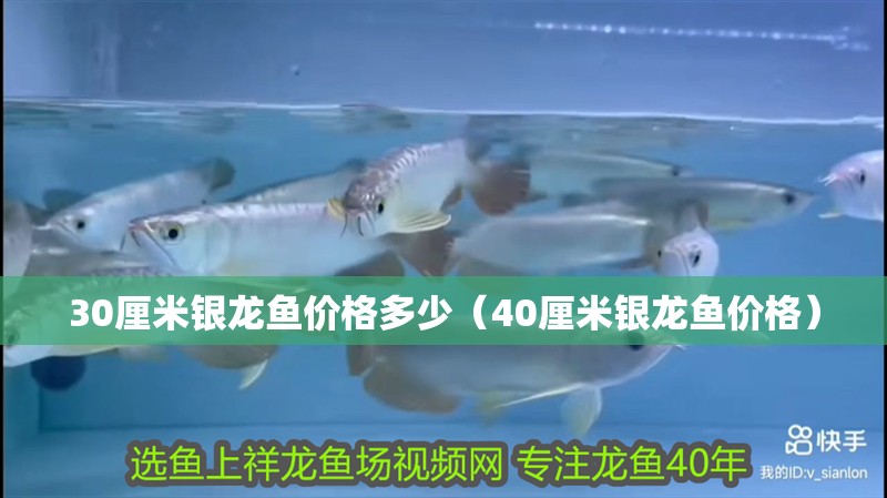 30厘米銀龍魚價(jià)格多少（40厘米銀龍魚價(jià)格）