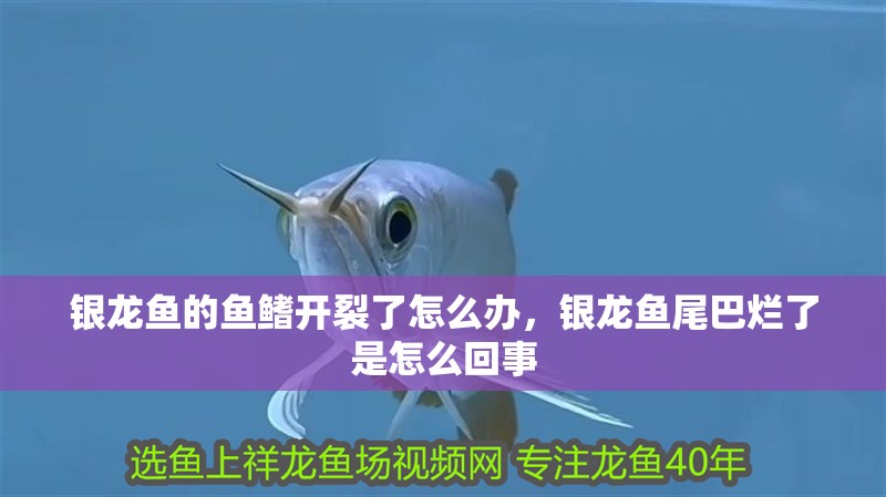 銀龍魚的魚鰭開裂了怎么辦，銀龍魚尾巴爛了是怎么回事