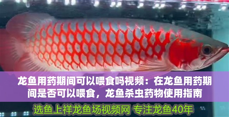 龍魚用藥期間可以喂食嗎視頻：在龍魚用藥期間是否可以喂食，龍魚殺蟲藥物使用指南