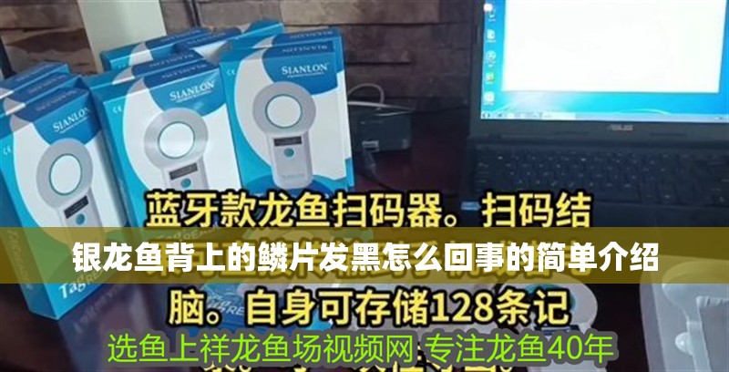 銀龍魚背上的鱗片發(fā)黑怎么回事的簡單介紹