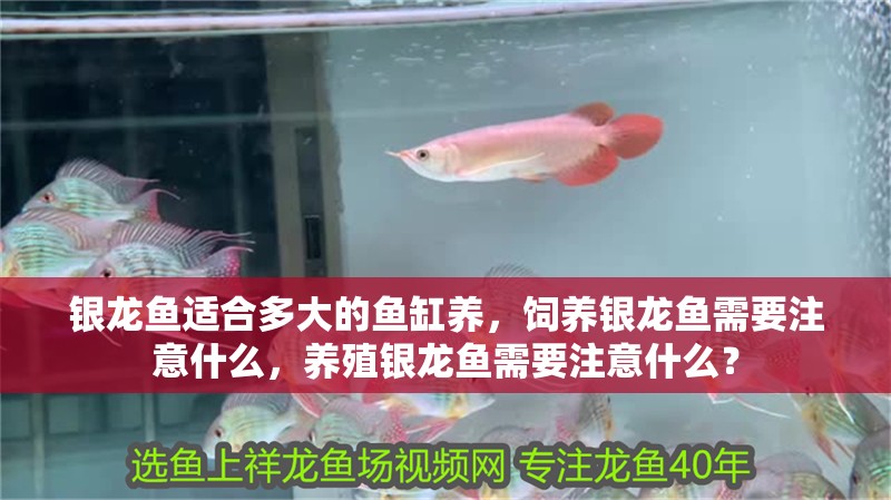 魚(yú)缸過(guò)濾器選購(gòu)指南:自制魚(yú)缸過(guò)濾器魚(yú)缸上置過(guò)濾器對(duì)于養(yǎng)魚(yú)愛(ài)好者的必備知識(shí) 銀龍魚(yú)適合多大的魚(yú)缸養(yǎng),飼養(yǎng)銀龍魚(yú)需要注意什么,養(yǎng)殖銀龍魚(yú)需要注意什么? 銀龍魚(yú)百科 銀龍魚(yú)適合多大的魚(yú)缸養(yǎng),飼養(yǎng)銀龍魚(yú)需要注意什么,養(yǎng)殖銀龍魚(yú)需要注意什么? 銀龍魚(yú)適合多大的魚(yú)缸養(yǎng),飼養(yǎng)銀龍魚(yú)需要注意什么,養(yǎng)殖銀龍魚(yú)需要注意什么? 銀龍魚(yú)百科