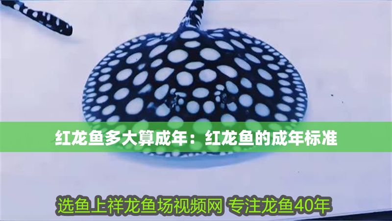 紅龍魚多大算成年：紅龍魚的成年標準