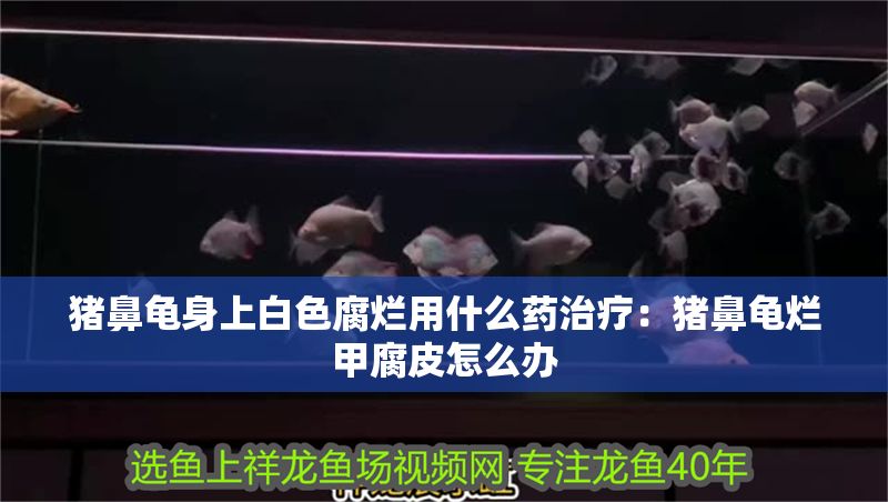 豬鼻龜身上白色腐爛用什么藥治療：豬鼻龜爛甲腐皮怎么辦 豬鼻龜身上白色腐爛用什么藥治療：豬鼻龜爛甲腐皮怎么辦 豬鼻龜百科 第1張