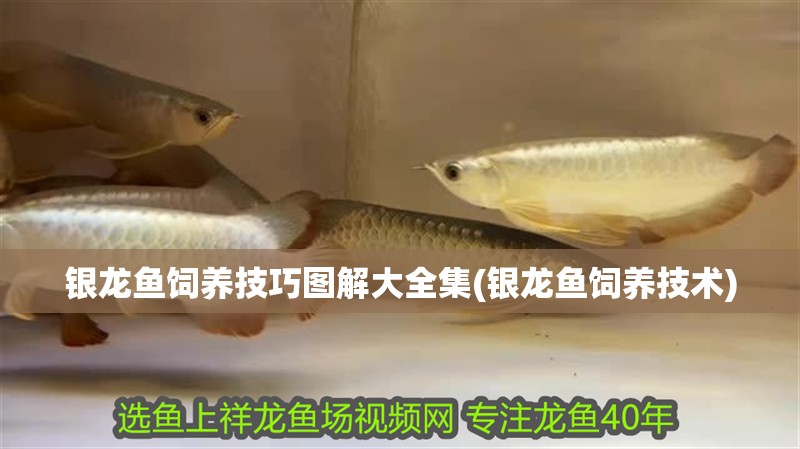 銀龍魚飼養(yǎng)技巧圖解大全集(銀龍魚飼養(yǎng)技術(shù))