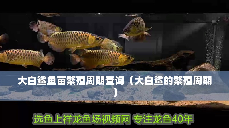 大白鯊魚(yú)苗繁殖周期查詢（大白鯊的繁殖周期）