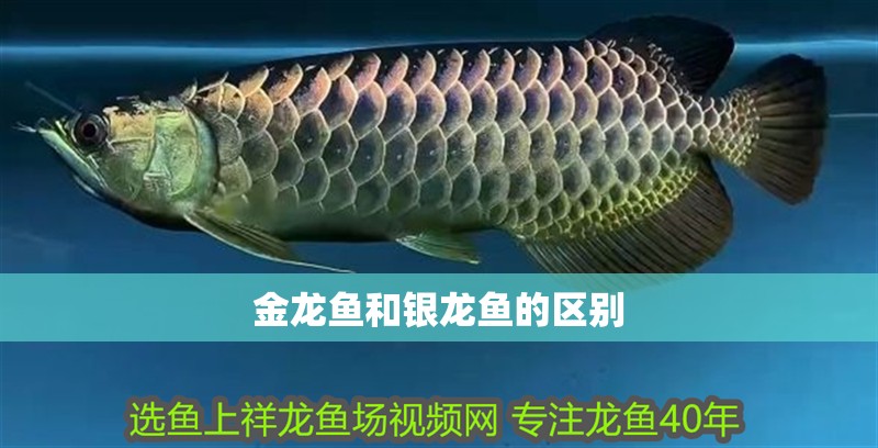 金龍魚和銀龍魚的區別