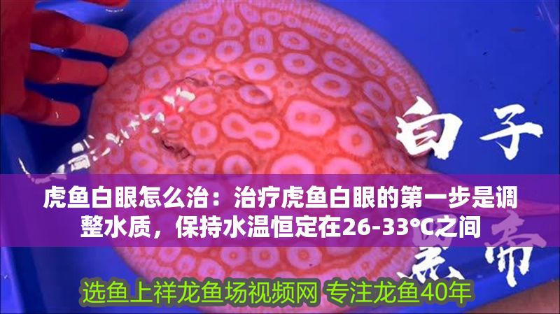 虎魚白眼怎么治：治療虎魚白眼的第一步是調(diào)整水質(zhì)，保持水溫恒定在26-33℃之間