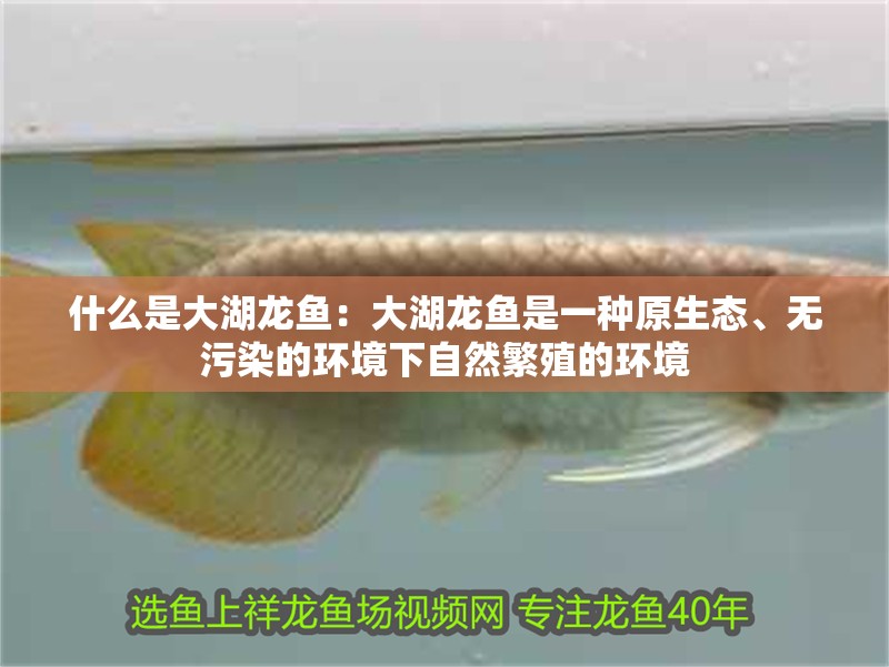 什么是大湖龍魚：大湖龍魚是一種原生態(tài)、無污染的環(huán)境下自然繁殖的環(huán)境