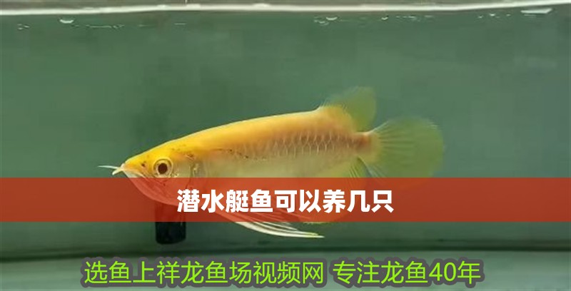 潛水艇魚可以養幾只