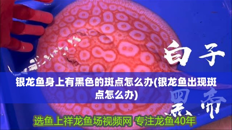 銀龍魚身上有黑色的斑點怎么辦(銀龍魚出現斑點怎么辦)
