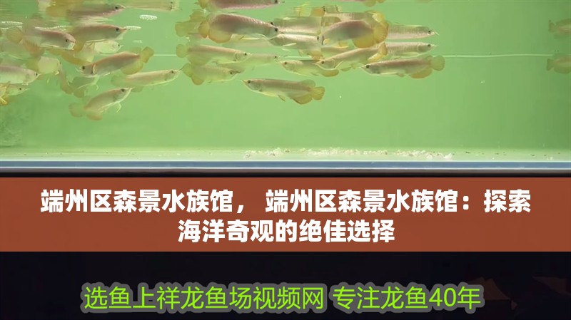 端州區森景水族館， 端州區森景水族館：探索海洋奇觀的絕佳選擇