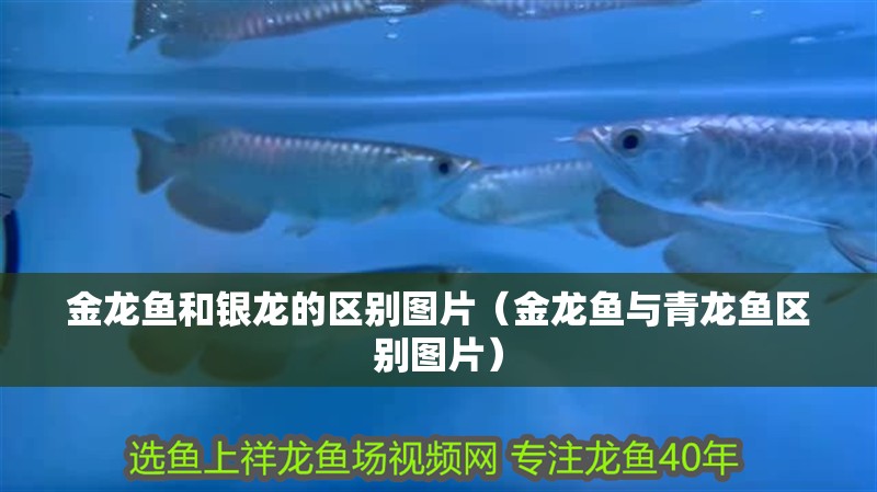 金龍魚和銀龍的區(qū)別圖片（金龍魚與青龍魚區(qū)別圖片）