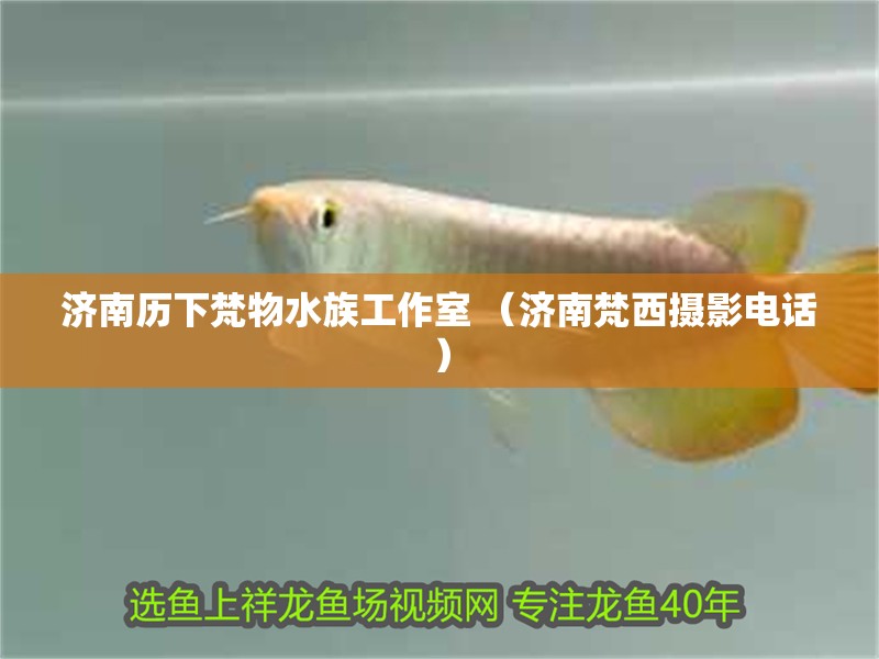 濟(jì)南歷下梵物水族工作室 （濟(jì)南梵西攝影電話）