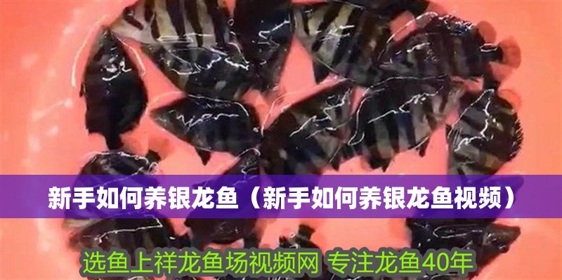 新手如何養(yǎng)銀龍魚（新手如何養(yǎng)銀龍魚視頻）
