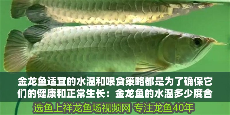金龍魚適宜的水溫和喂食策略都是為了確保它們的健康和正常生長：金龍魚的水溫多少度合適喂食