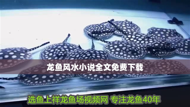 龍魚風水小說全文免費下載