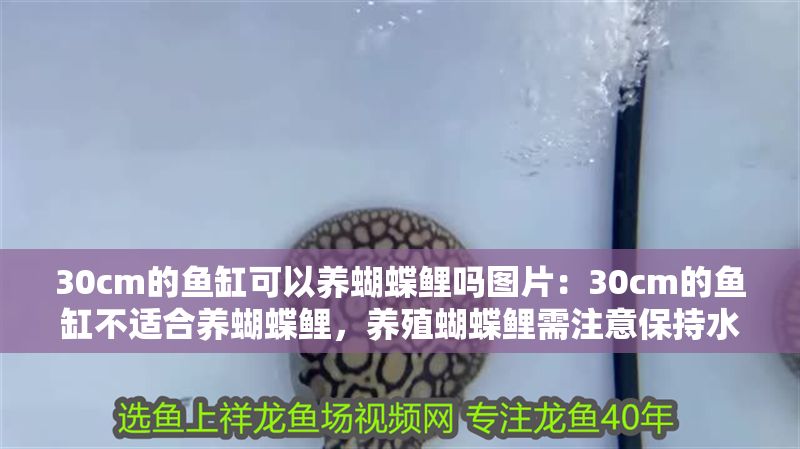 30cm的魚缸可以養蝴蝶鯉嗎圖片:30cm的魚缸不適合養蝴蝶鯉,養殖蝴蝶鯉需注意保持水質清潔 魚缸百科 第1張 30cm的魚缸可以養蝴蝶鯉嗎圖片:30cm的魚缸不適合養蝴蝶鯉,養殖蝴蝶鯉需注意保持水質清潔 30cm的魚缸可以養蝴蝶鯉嗎圖片:30cm的魚缸不適合養蝴蝶鯉,養殖蝴蝶鯉需注意保持水質清潔 魚缸百科 第1張