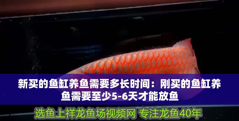 新買的魚缸養魚需要多長時間：剛買的魚缸養魚需要至少5-6天才能放魚