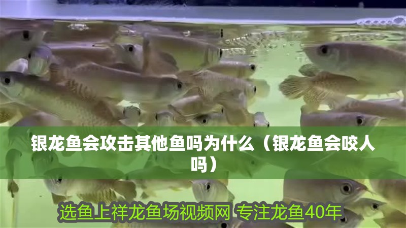 銀龍魚會攻擊其他魚嗎為什么（銀龍魚會咬人嗎）
