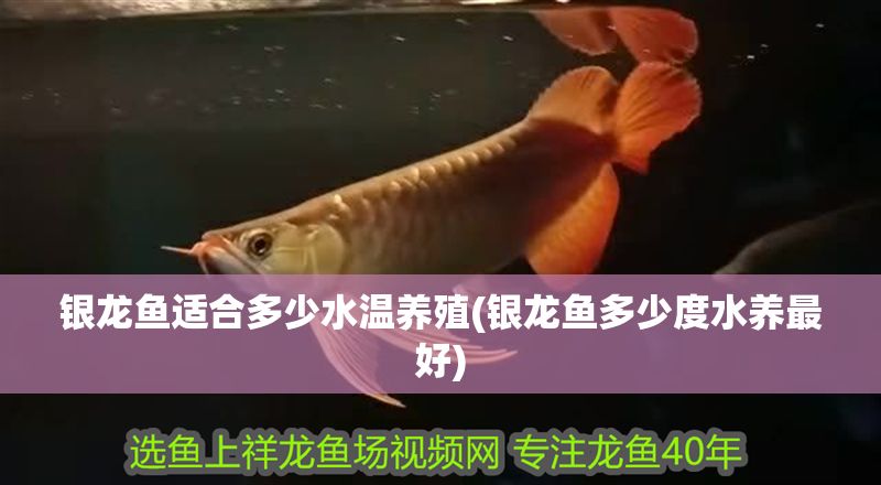 銀龍魚適合多少水溫養(yǎng)殖(銀龍魚多少度水養(yǎng)最好)