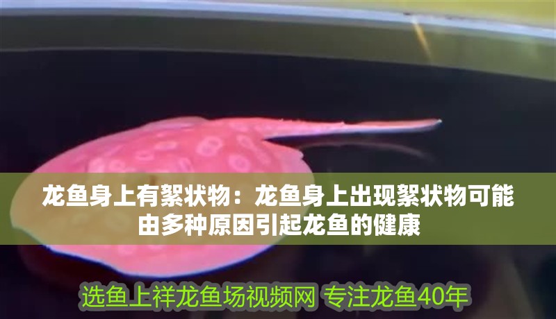 龍魚身上有絮狀物：龍魚身上出現絮狀物可能由多種原因引起龍魚的健康