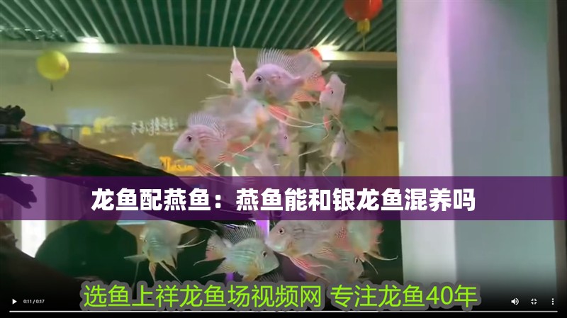 龍魚配燕魚：燕魚能和銀龍魚混養嗎