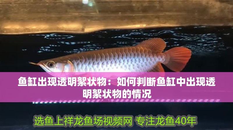 魚缸出現透明絮狀物：如何判斷魚缸中出現透明絮狀物的情況