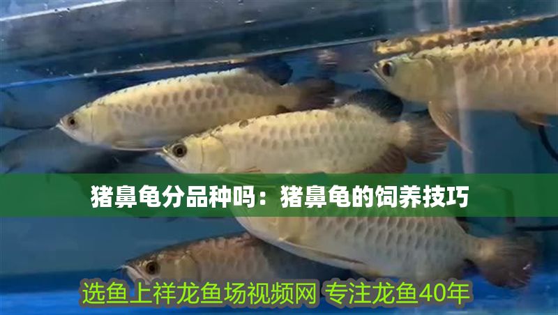 豬鼻龜分品種嗎：豬鼻龜的飼養技巧
