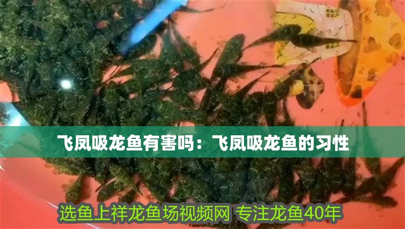 飛鳳吸龍魚有害嗎：飛鳳吸龍魚的習(xí)性