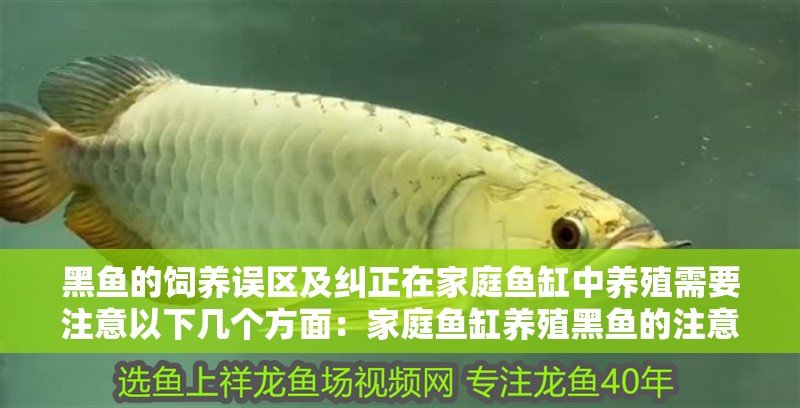 黑魚(yú)的飼養(yǎng)誤區(qū)及糾正在家庭魚(yú)缸中養(yǎng)殖需要注意以下幾個(gè)方面：家庭魚(yú)缸養(yǎng)殖黑魚(yú)的注意事項(xiàng)