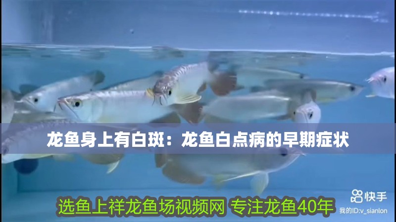龍魚身上有白斑：龍魚白點病的早期癥狀
