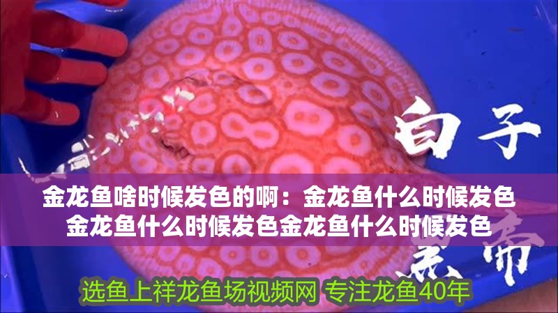 金龍魚啥時候發色的啊：金龍魚什么時候發色金龍魚什么時候發色金龍魚什么時候發色