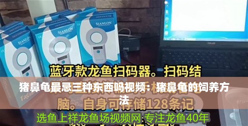 豬鼻龜最忌三種東西嗎視頻：豬鼻龜的飼養方法