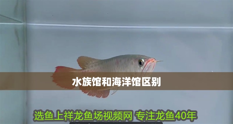 水族館和海洋館區別