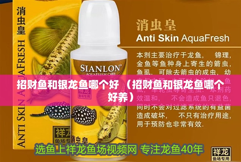 招財魚和銀龍魚哪個好 （招財魚和銀龍魚哪個好養）