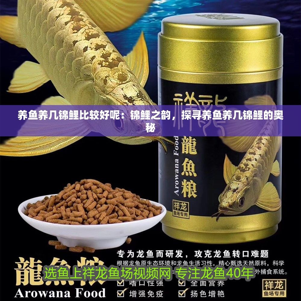 養魚養幾錦鯉比較好呢：錦鯉之韻，探尋養魚養幾錦鯉的奧秘 養魚養幾錦鯉比較好呢：錦鯉之韻，探尋養魚養幾錦鯉的奧秘 龍魚百科 第1張