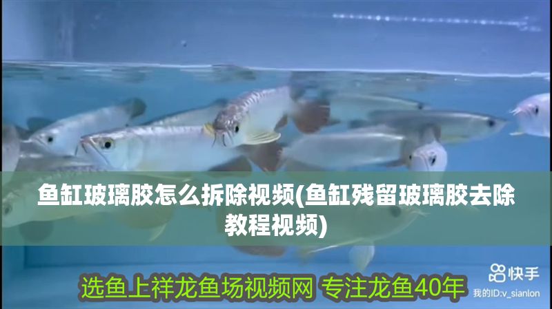 魚缸玻璃膠怎么拆除視頻(魚缸殘留玻璃膠去除教程視頻)